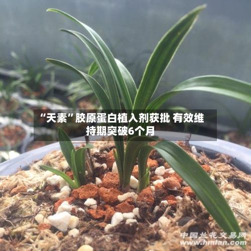 “天素	”胶原蛋白植入剂获批 有效维持期突破6个月-第1张图片