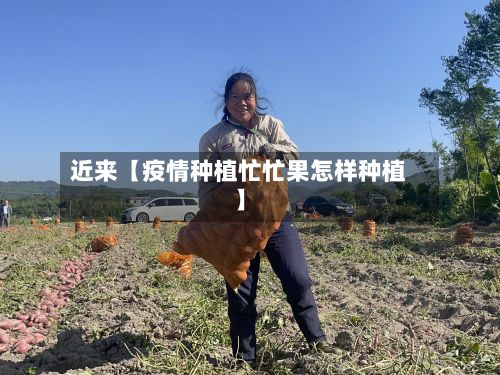 近来【疫情种植忙忙果怎样种植】-第1张图片