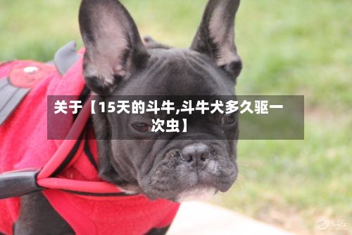 关于【15天的斗牛,斗牛犬多久驱一次虫】-第1张图片
