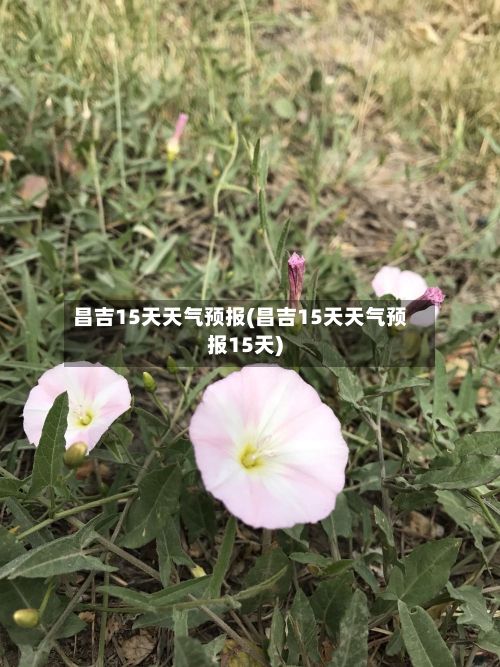 昌吉15天天气预报(昌吉15天天气预报15天)-第1张图片