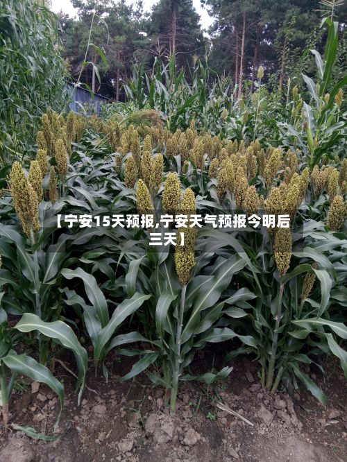 【宁安15天预报,宁安天气预报今明后三天】-第1张图片