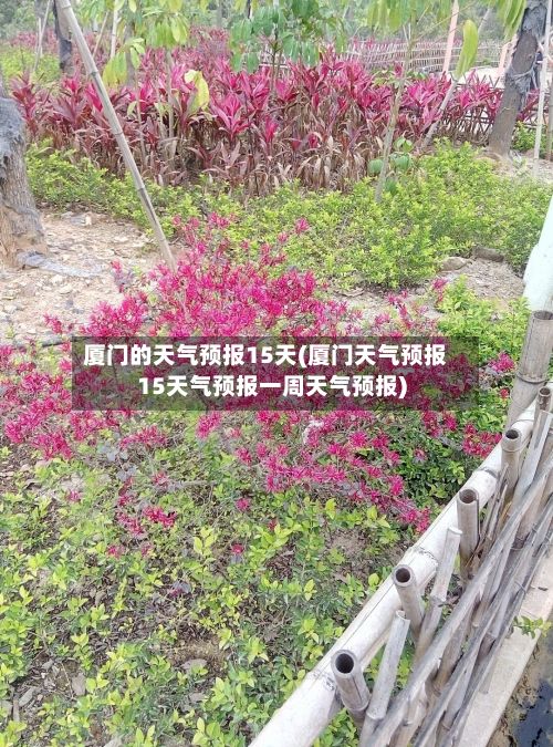 厦门的天气预报15天(厦门天气预报15天气预报一周天气预报)-第1张图片