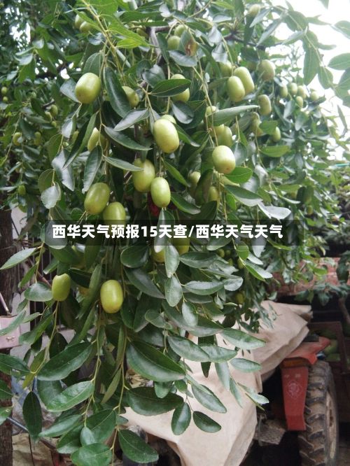 西华天气预报15天查/西华天气天气-第1张图片