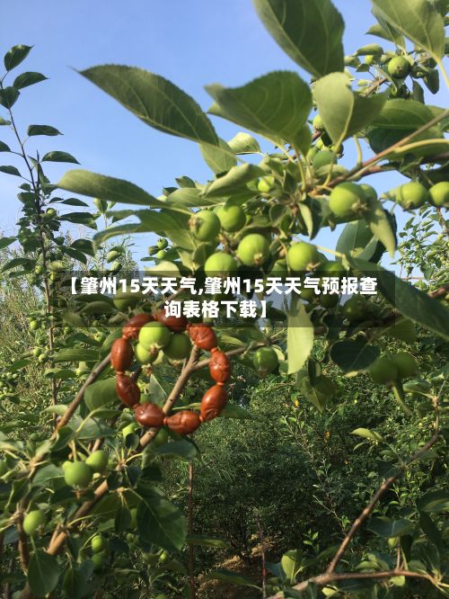 【肇州15天天气,肇州15天天气预报查询表格下载】-第1张图片