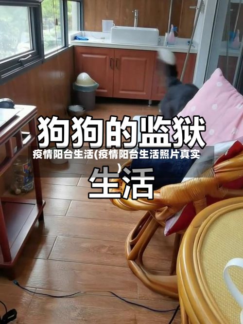 疫情阳台生活(疫情阳台生活照片真实)-第1张图片