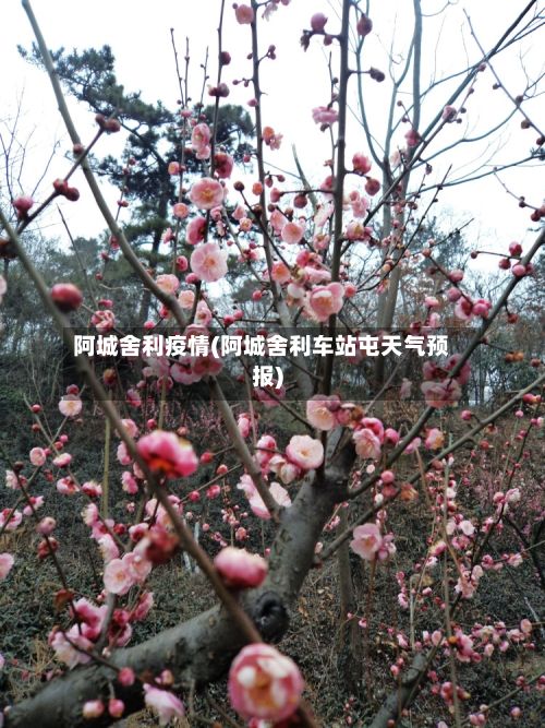 阿城舍利疫情(阿城舍利车站屯天气预报)-第1张图片