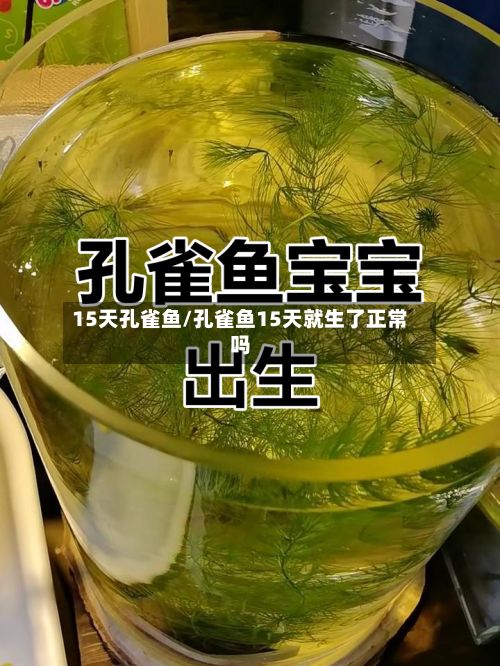 15天孔雀鱼/孔雀鱼15天就生了正常吗-第1张图片