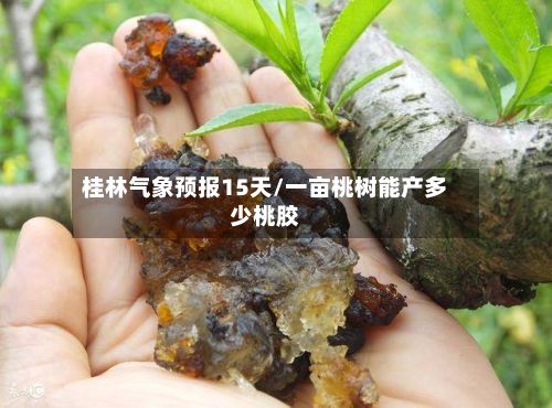 桂林气象预报15天/一亩桃树能产多少桃胶-第1张图片