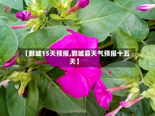 【鄄城15天预报,鄄城县天气预报十五天】-第1张图片