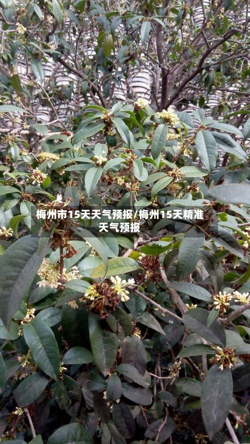 梅州市15天天气预报/梅州15天精准天气预报-第1张图片