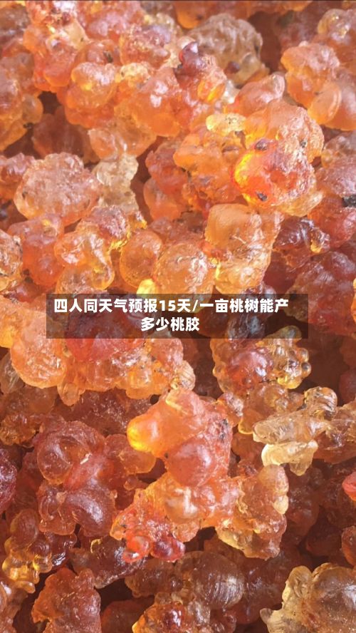 四人同天气预报15天/一亩桃树能产多少桃胶-第1张图片