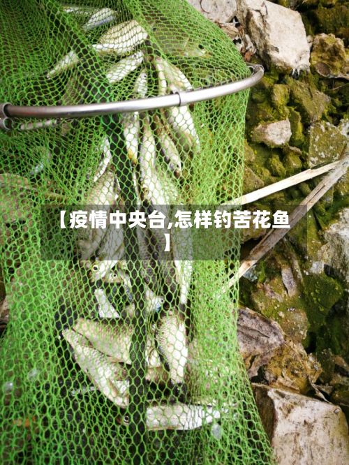 【疫情中央台,怎样钓苦花鱼】-第1张图片
