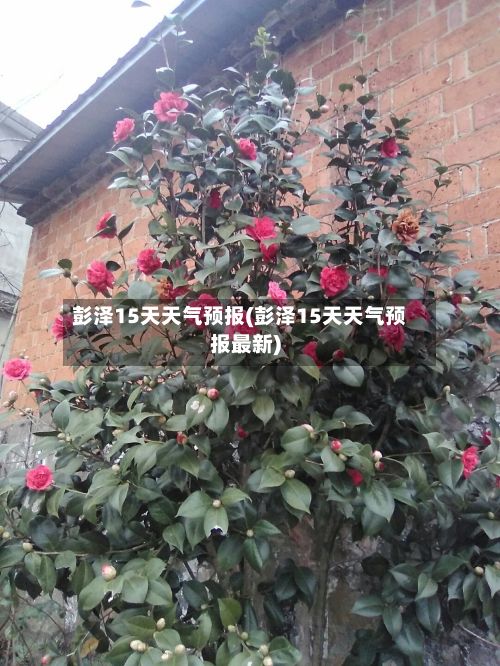彭泽15天天气预报(彭泽15天天气预报最新)-第1张图片