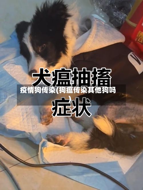 疫情狗传染(狗瘟传染其他狗吗)-第1张图片