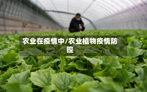 农业在疫情中/农业植物疫情防控-第1张图片